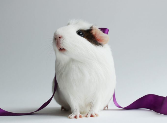 Wallpaper hamster, cute hamster, white, close up, purple, ribbon, white background, Animals 685459698